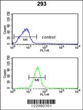 GCLM Antibody