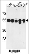 PPM1H Antibody