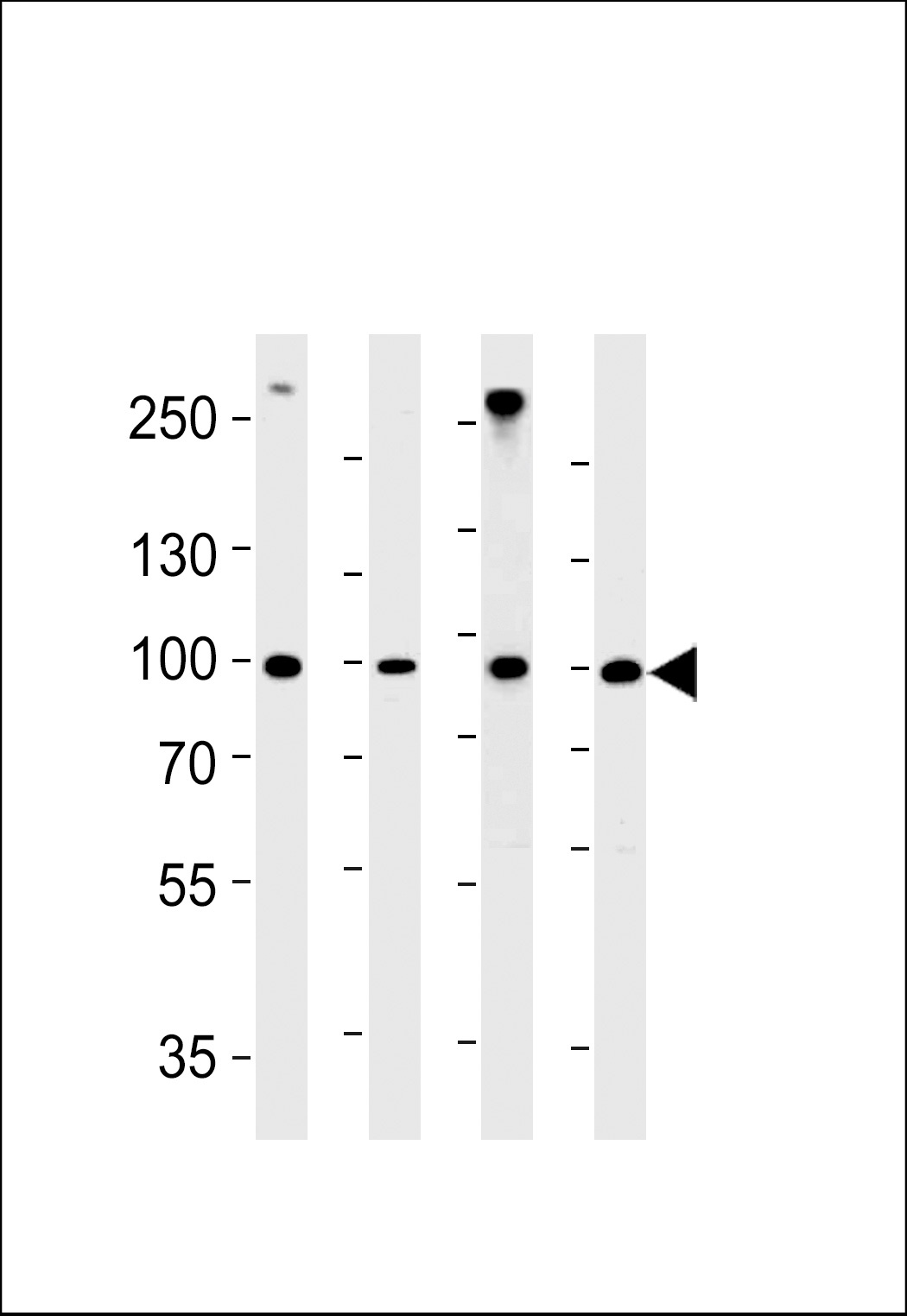 HSP90AB1 Antibody