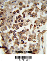 HSP90AB1 Antibody