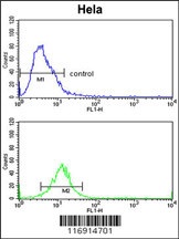 CDC2L6 Antibody