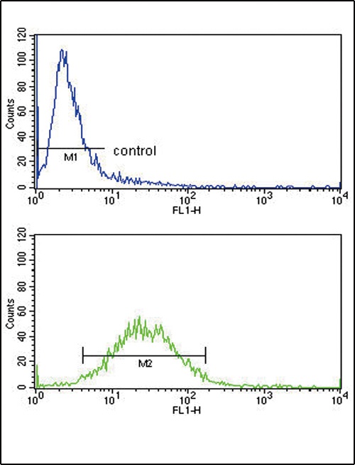 CSF3R Antibody