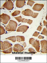 NRP1 Antibody