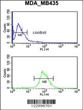 NRP1 Antibody