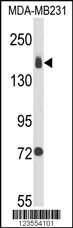 ITGA2 Antibody
