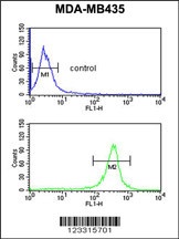 EXTL3 Antibody