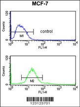 CDIPT Antibody