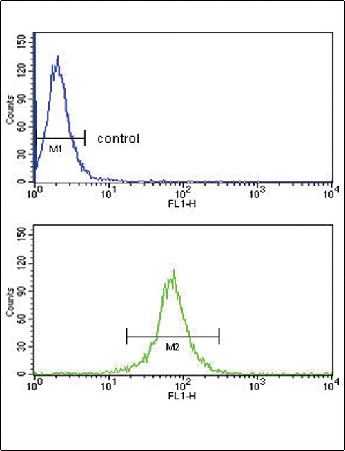 KIR2DL4 Antibody