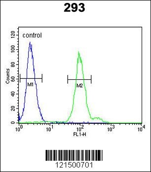 CFB Antibody