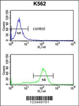 CDK5RAP1 Antibody