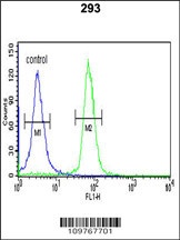 STK40 Antibody