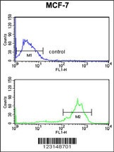 TBB1 Antibody