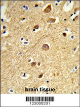 JIP1 Antibody