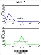 JIP1 Antibody