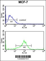 MAPK8IP1 Antibody