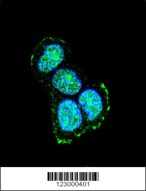 MAPK8IP1 Antibody