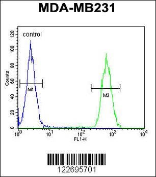 CLTA Antibody