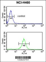 EXOC5 Antibody