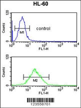 LY75 Antibody