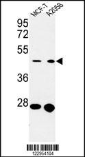 CDC37 Antibody