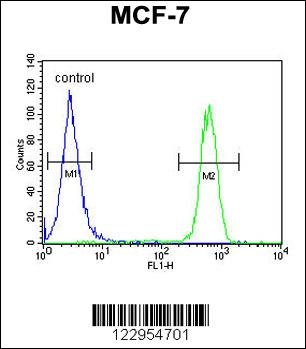 CDC37 Antibody