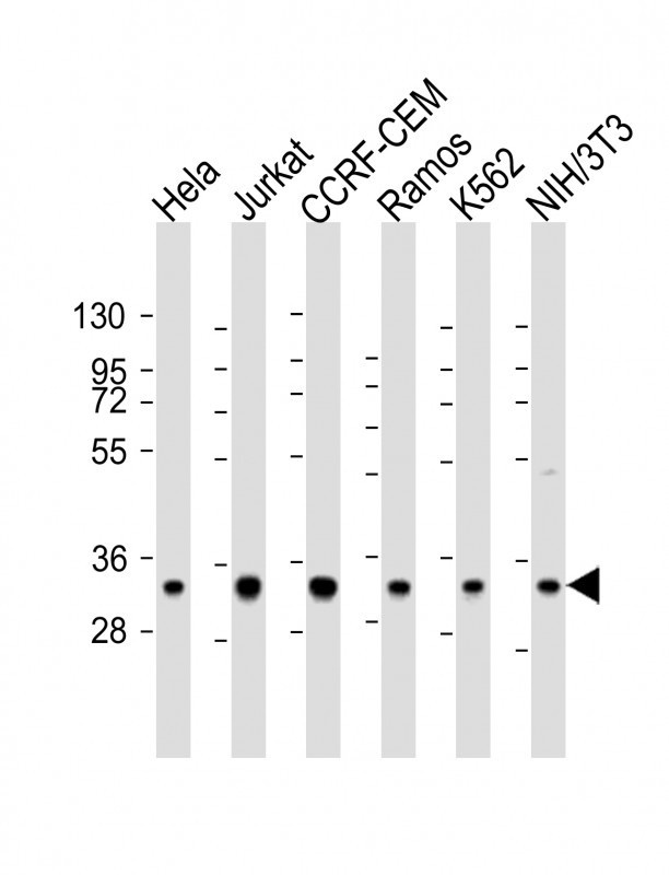 ELAVL1 Antibody