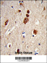 ELAVL1 Antibody