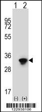 ELAVL1 Antibody