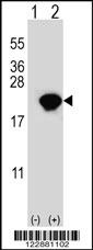 PIN1 Antibody