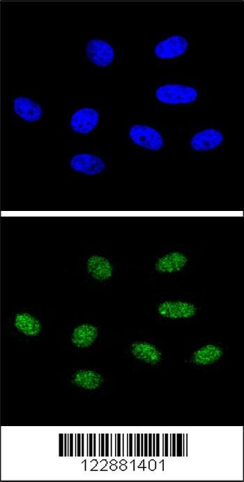 PIN1 Antibody