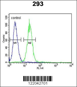KCNQ1 Antibody