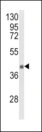 HLA-G Antibody