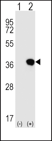 HLA-G Antibody