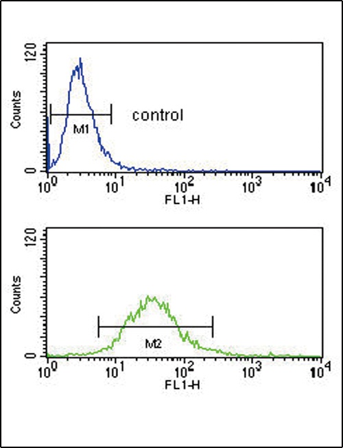 HLA-G Antibody