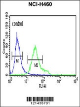 DGCR8 Antibody