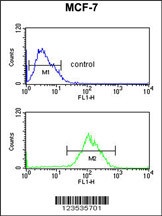 CBX1 Antibody