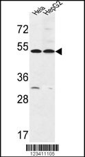 FERMT1 Antibody