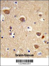 AIFM1 Antibody