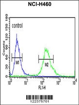 ALG14 Antibody