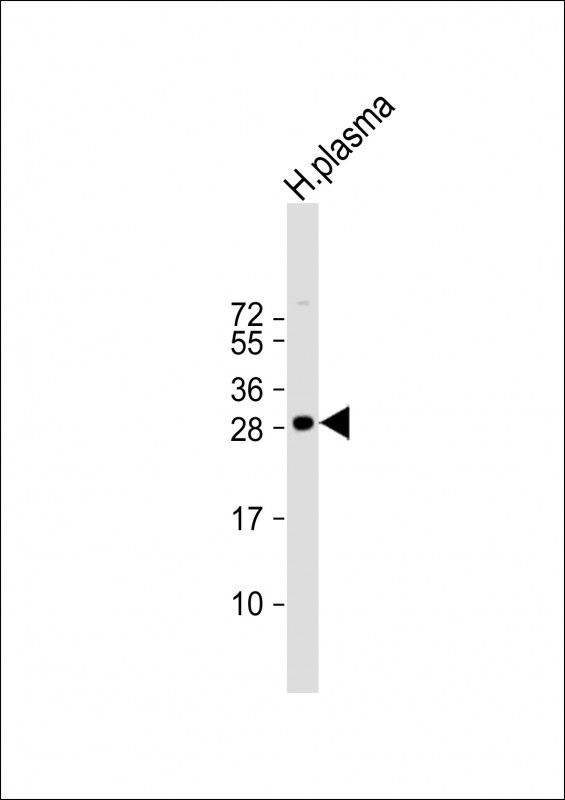 C1QB Antibody