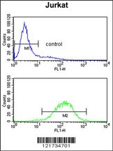 C1QB Antibody