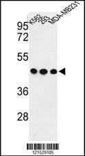 GPA33 Antibody