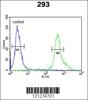 TP73 Antibody