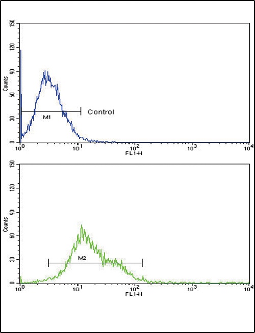 ALOX12 Antibody