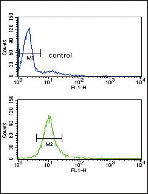 CYP51A1 Antibody