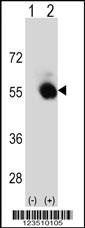 SELENBP1 Antibody