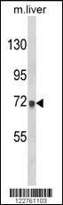 AMOTL2 Antibody