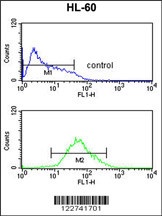 ADCY8 Antibody