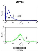 CASD1 Antibody