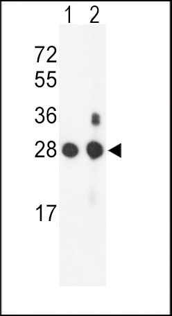 PSMB1 Antibody